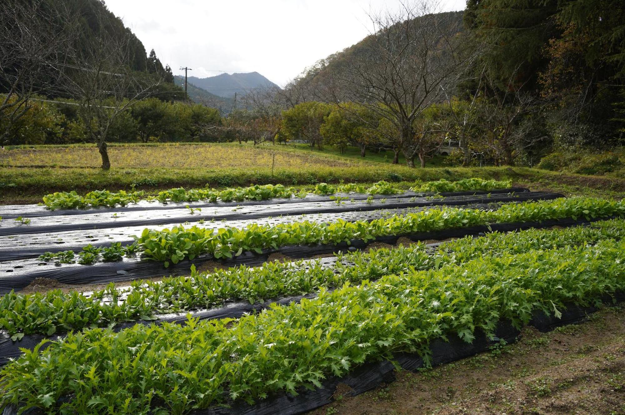 Satoyama Hotel Kanenone Tamba 米原 外观 照片