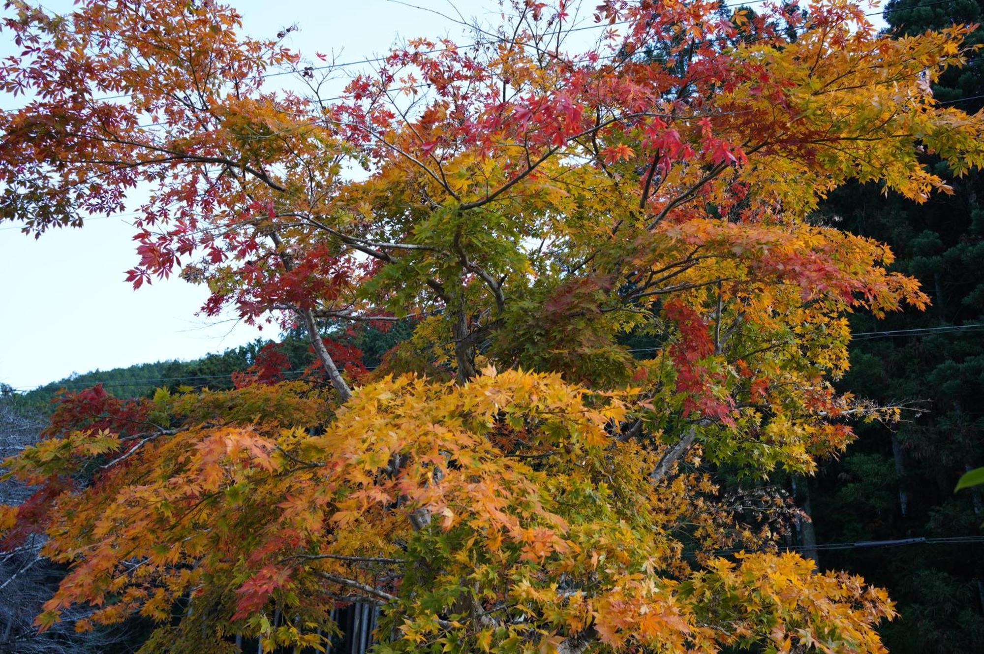 Satoyama Hotel Kanenone Tamba 米原 外观 照片
