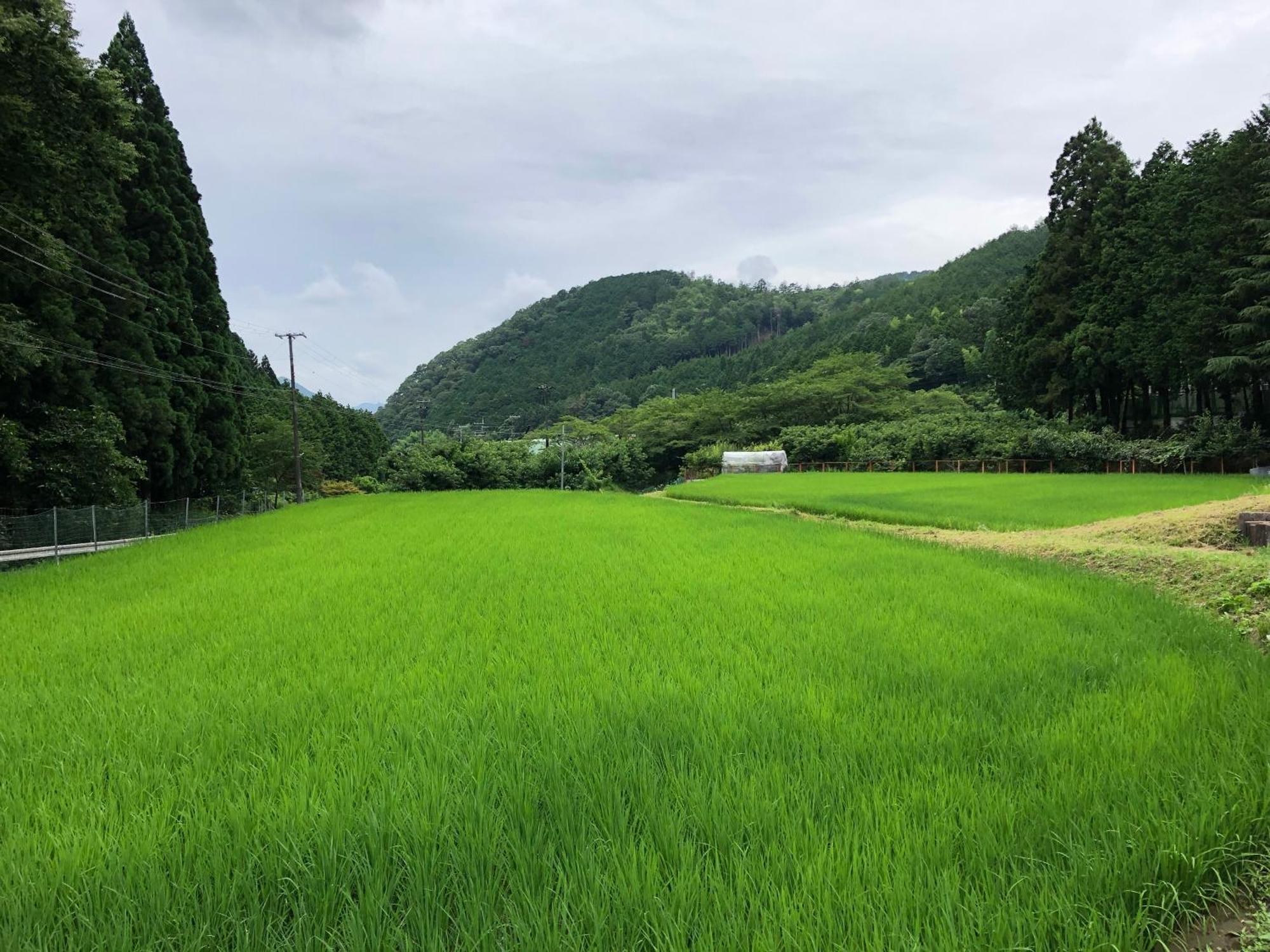 Satoyama Hotel Kanenone Tamba 米原 外观 照片